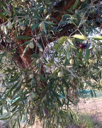 Il Filo Di Arianna Di Campagna בקתה קולונלה