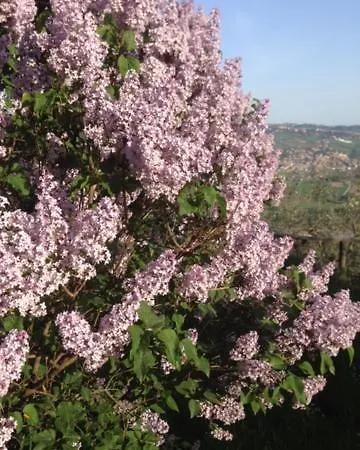Il Filo Di Arianna Di Campagna בקתה *