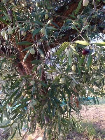 Il Filo Di Arianna Di Campagna Chalet Colonnella